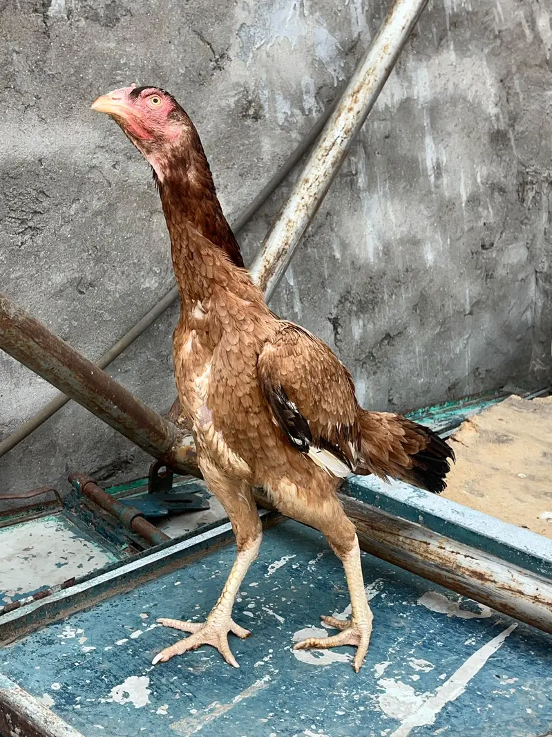 Aseel females for sale — photo 5