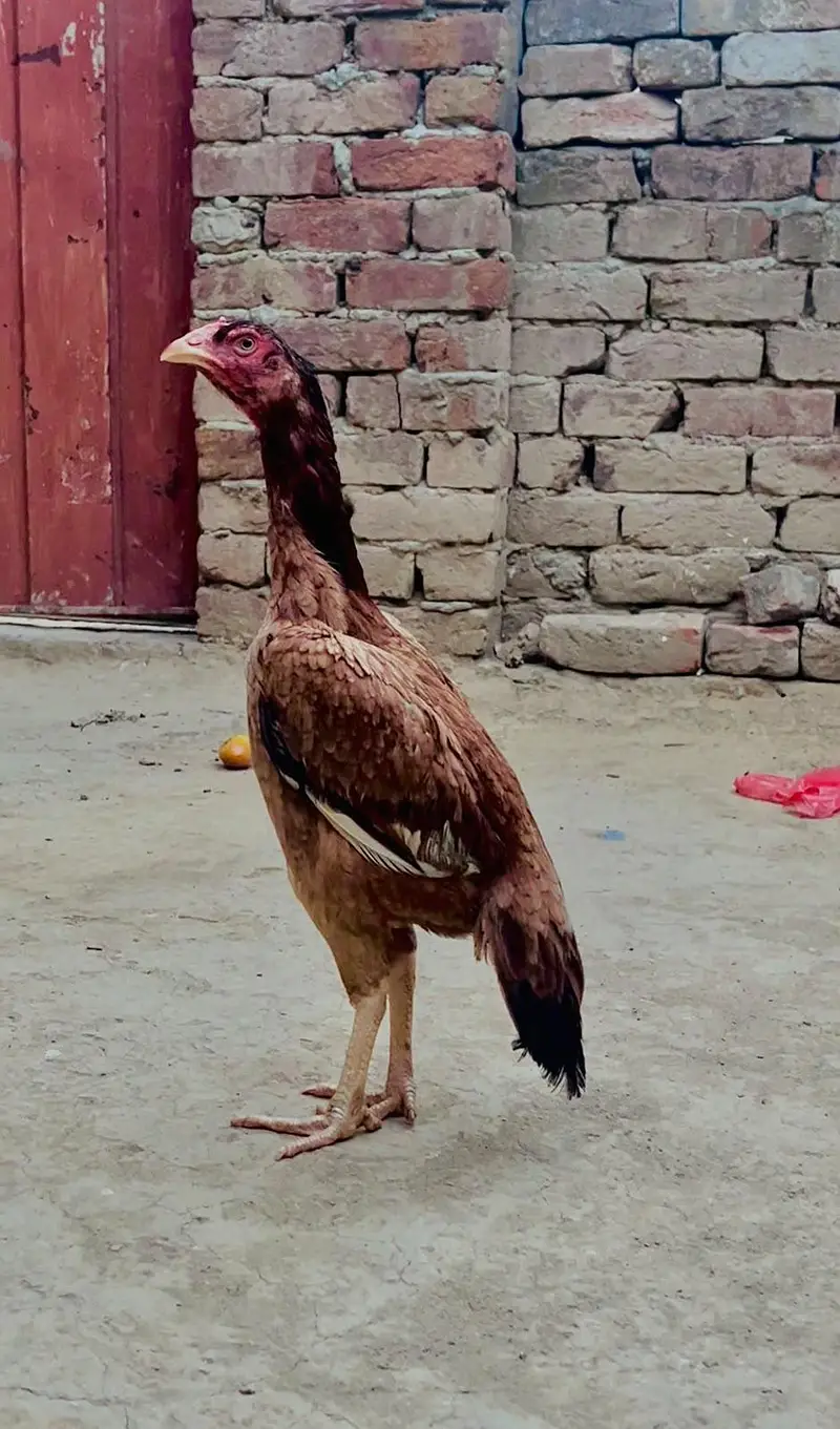 Aseel females for sale — photo 6