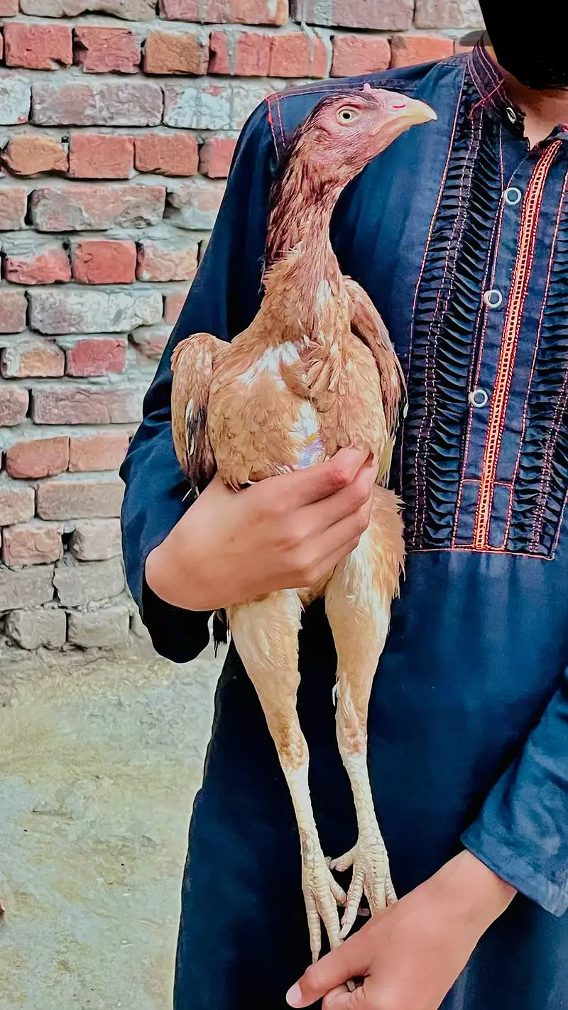 Aseel females for sale — photo 7