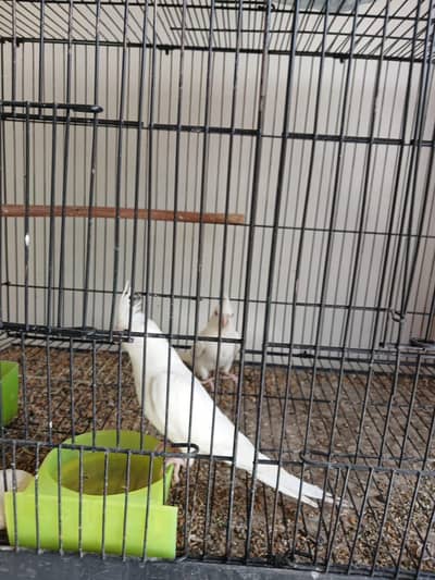 Cocktail pair for sale