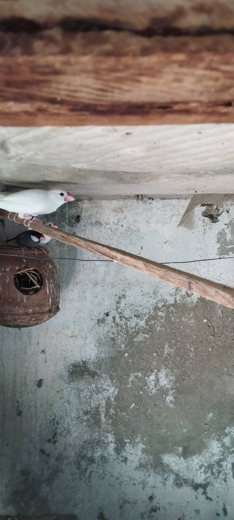 Java finch 0