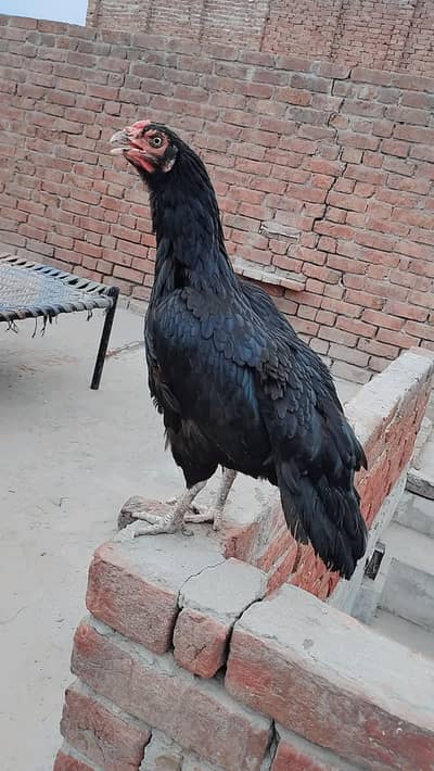 Aseel murgi