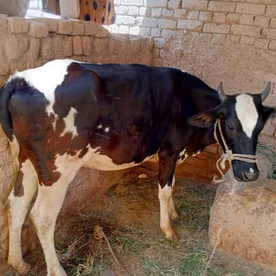 pregnant cow for sale