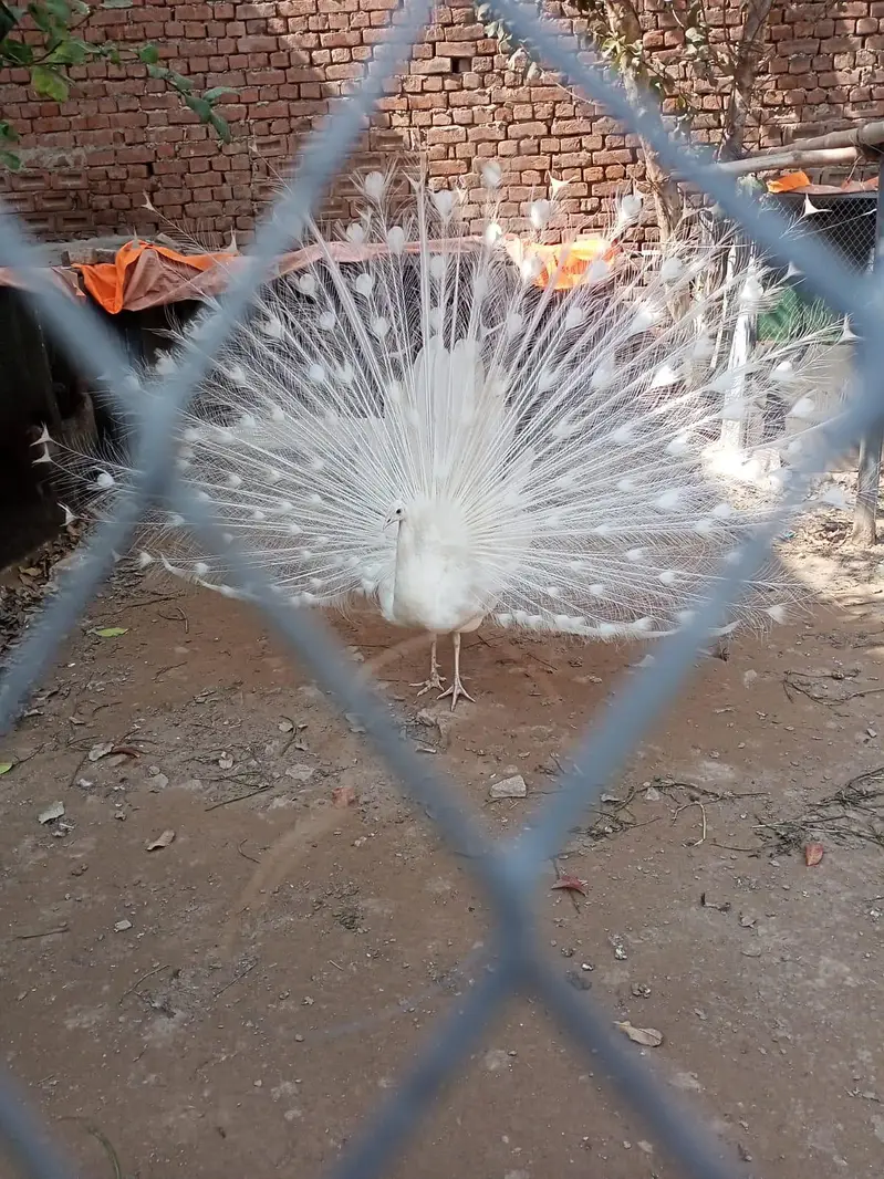 Peacock chicks — photo 2