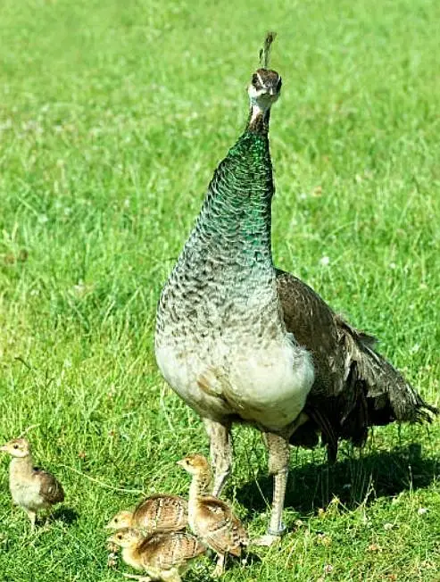 Peacock chicks — photo 3