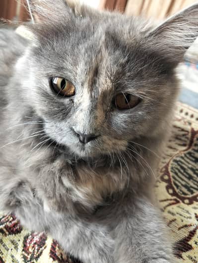 grey cat