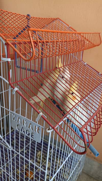 Male and Female Cockatiels