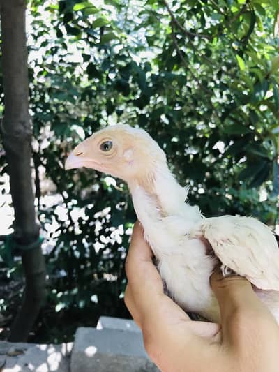 Paper white heera chicks 10 male female available