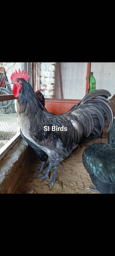 Heritage Australorp/ Australorp Heritage/Fertail eggs & Chickes