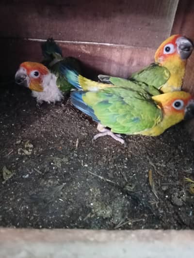 Sunconure and Red color lory chicks