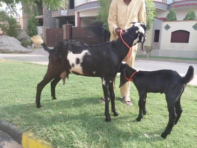 Amritsari betal madi sath phat 2 month ki bakri phr ghaban h
