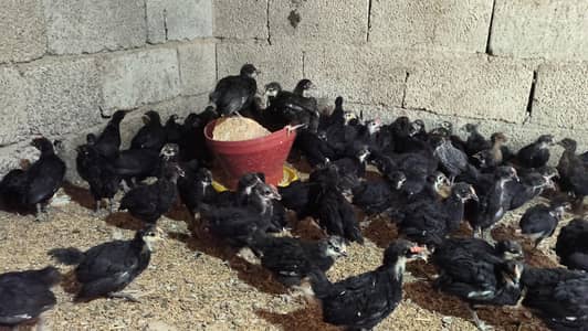 Australorp chicks - *Age*: 50 days