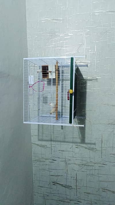 birds cage