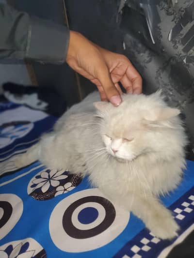 2 cats female for sale
