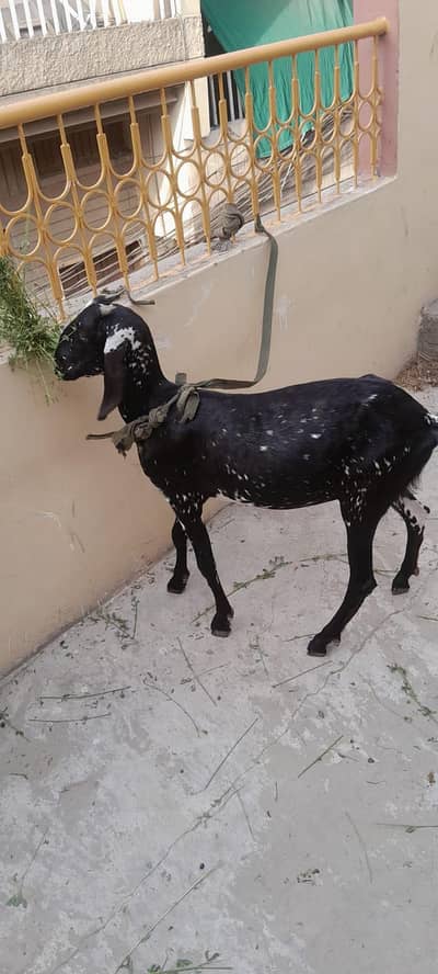 makhee cheeni