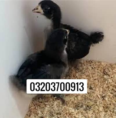 Australope Chicks Available Karachi