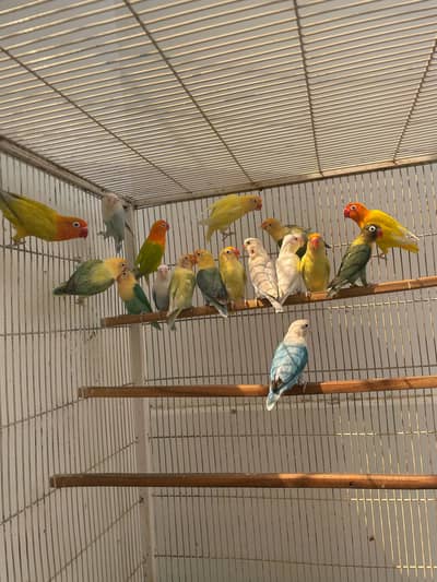 LoveBirds With Cage