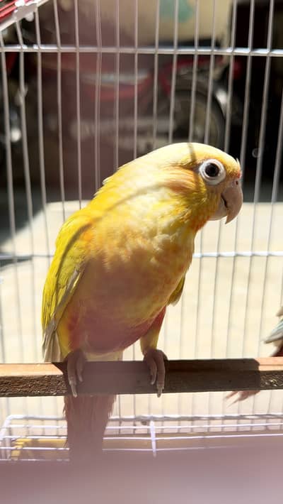 Sun cheek female with dna