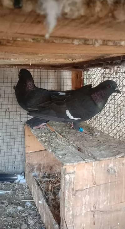breeder for sale