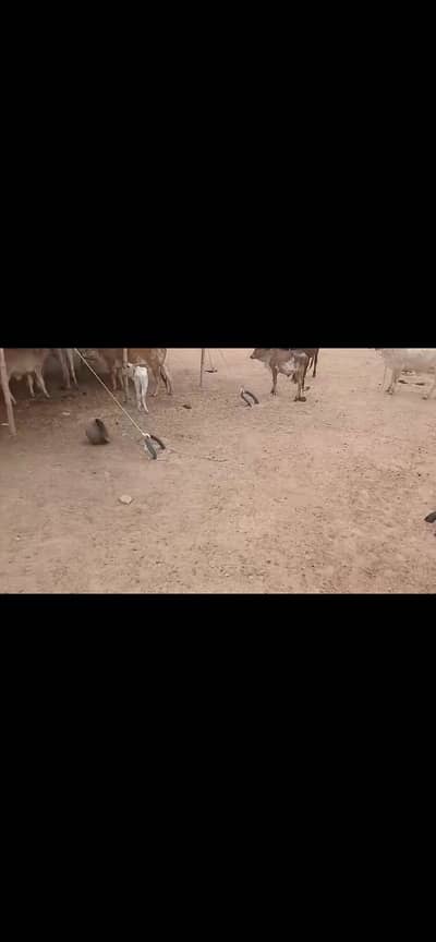 2000 yards constructed cattle farm