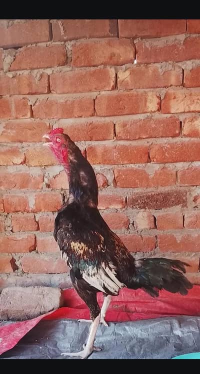 Aseel pure murgay or murgiya for sale hens egg lying