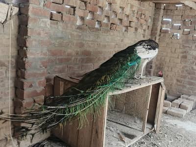 beautiful peacock for sale