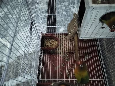 love birds 