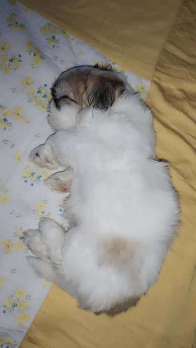 Shih tzu puppy for Sale