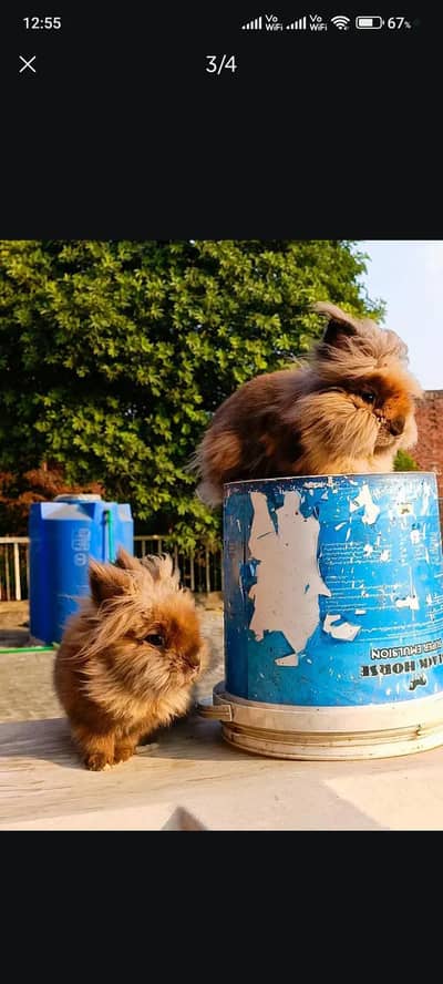 Lion Head Rabbits