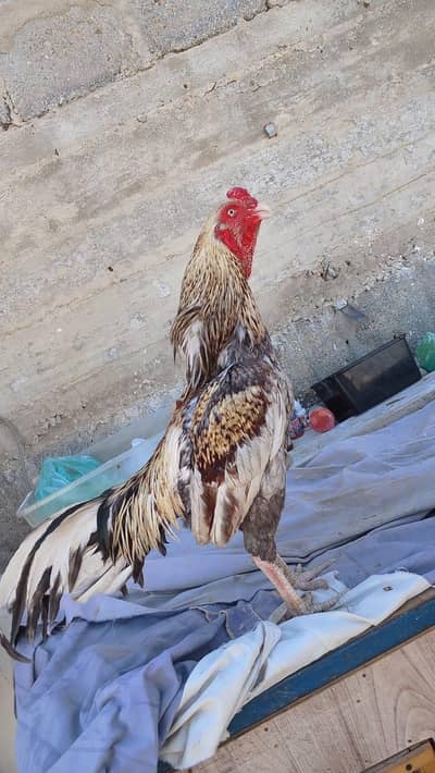 top Quality aseel(03039700326)