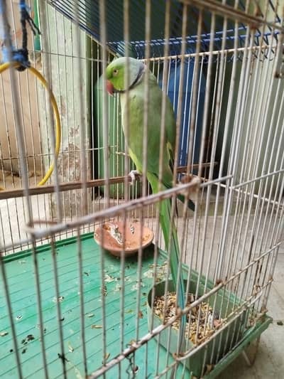 Ringneck pair ready to breed