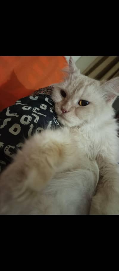 Persian Cat Doll face with 6 kittens babies Urgent sale
