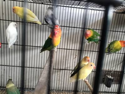 love birds for sell