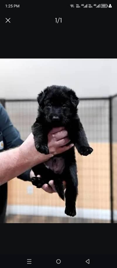 Pedigree long coated black German shepherd puppies available for sale