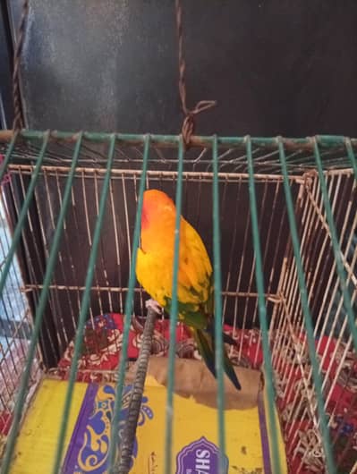yallow blue ringneck and conure 03195050837