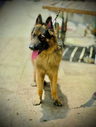 jerman shaperd pet dog