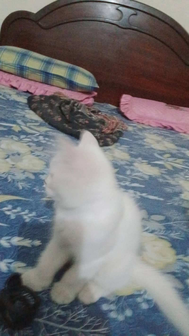 chinto 0