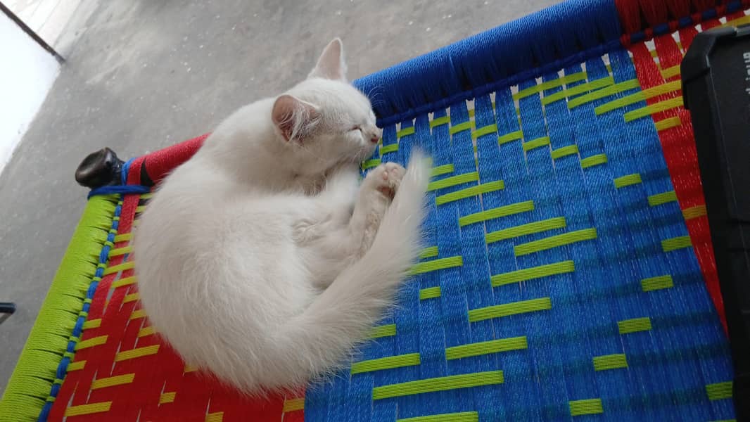 chinto 1