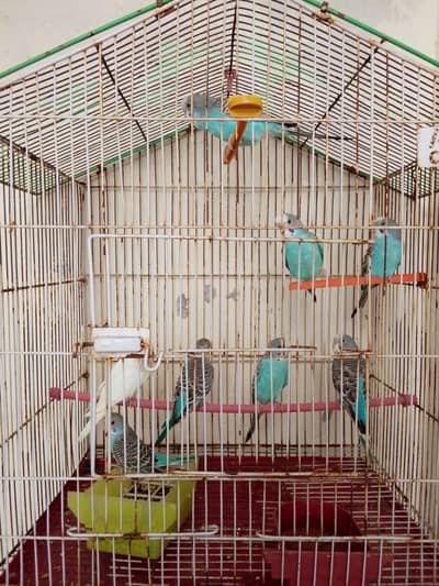budgie parrots