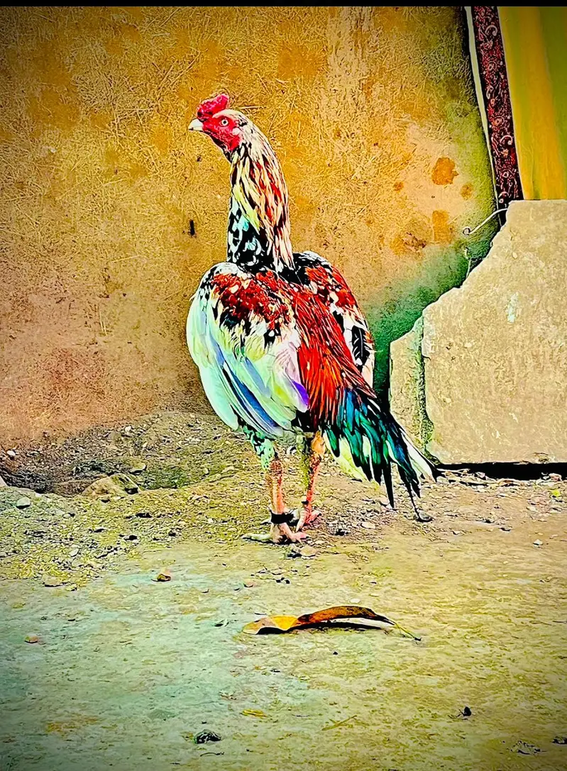 aseel Mianwaali patah — photo 2