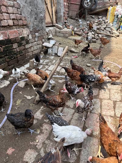 Desi hen | Golden misri | Hen| Rooster | RIR Australorp