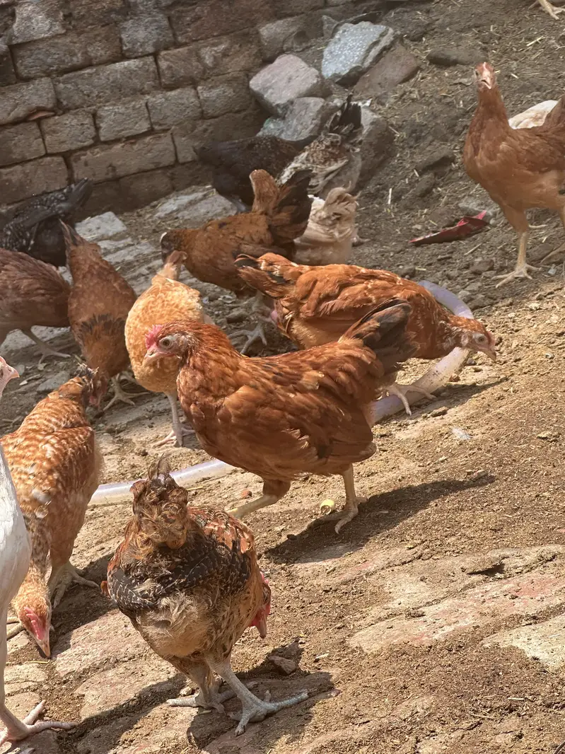 Desi hen | Golden misri | Hen| Rooster | RIR Australorp — photo 2