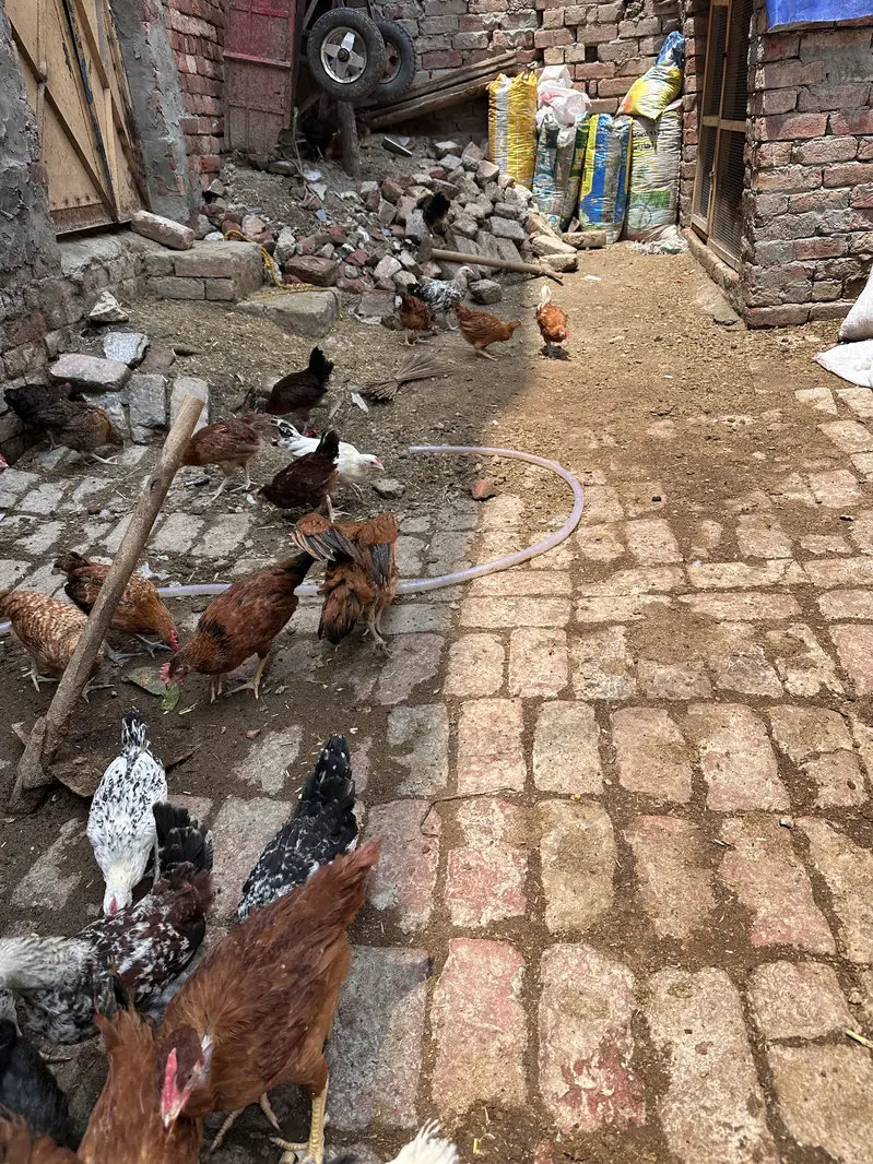 Desi hen | Golden misri | Hen| Rooster | RIR Australorp — photo 4