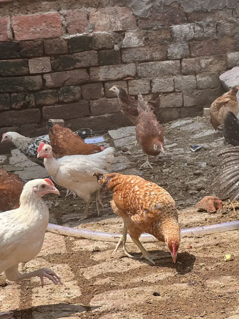 Desi hen | Golden misri | Hen| Rooster | RIR Australorp — photo 5