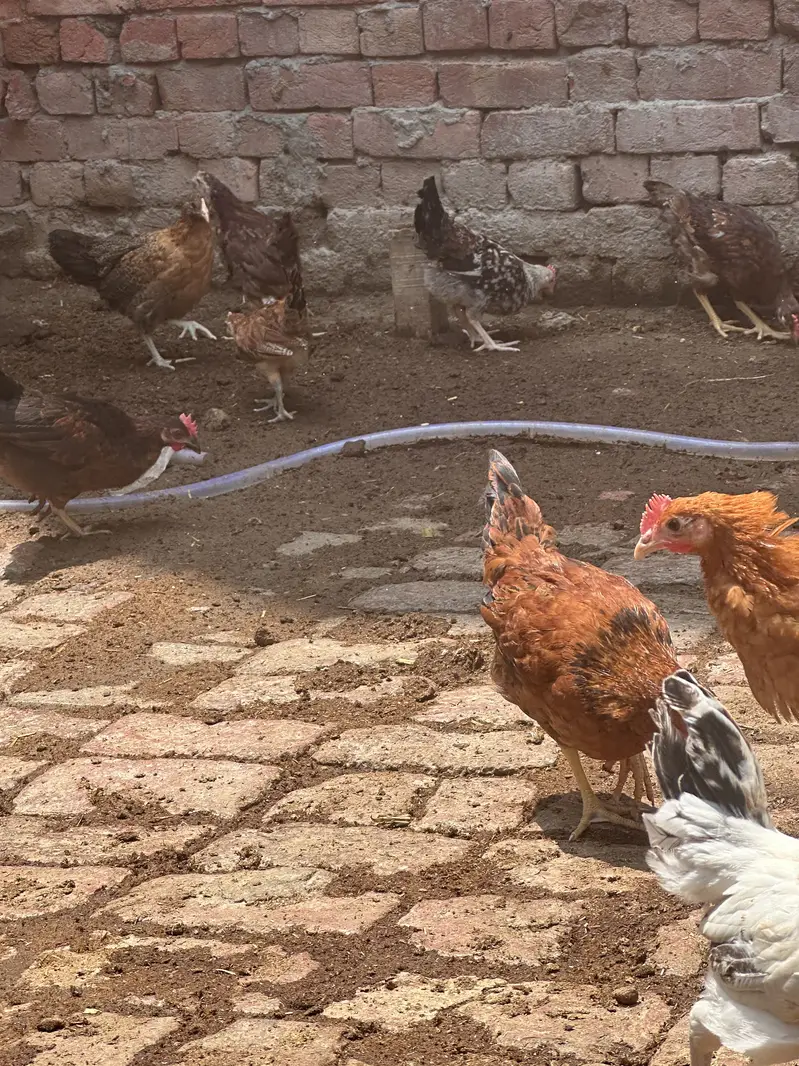 Desi hen | Golden misri | Hen| Rooster | RIR Australorp — photo 6