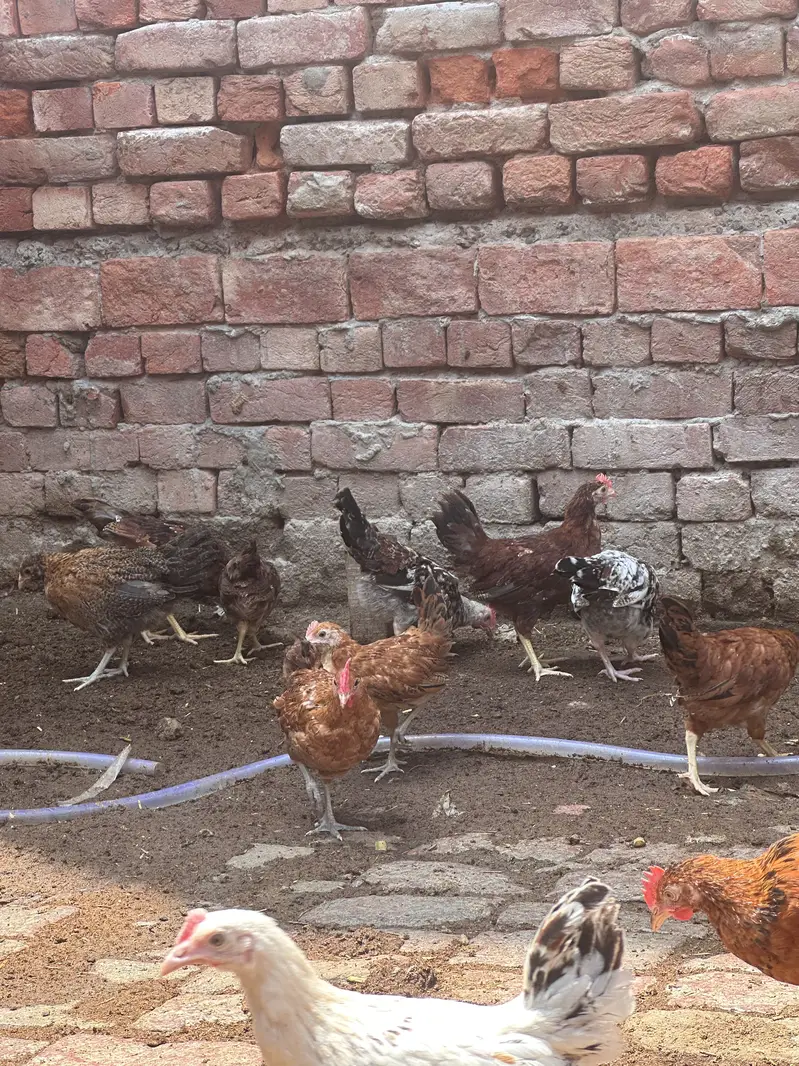 Desi hen | Golden misri | Hen| Rooster | RIR Australorp — photo 7