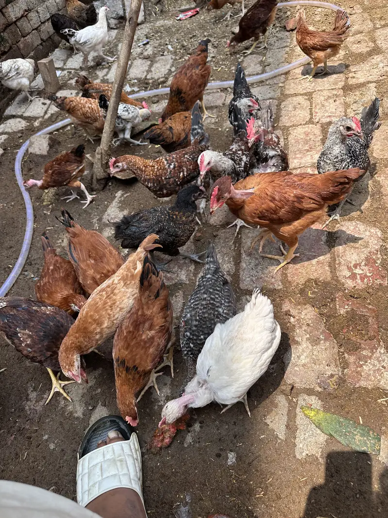 Desi hen | Golden misri | Hen| Rooster | RIR Australorp — photo 10