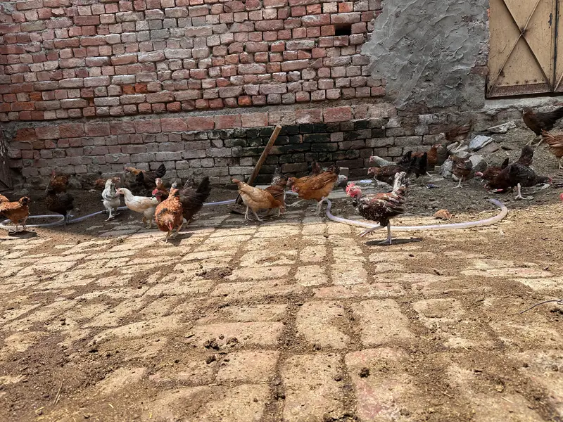 Desi hen | Golden misri | Hen| Rooster | RIR Australorp — photo 11