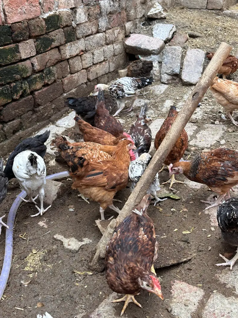 Desi hen | Golden misri | Hen| Rooster | RIR Australorp — photo 12