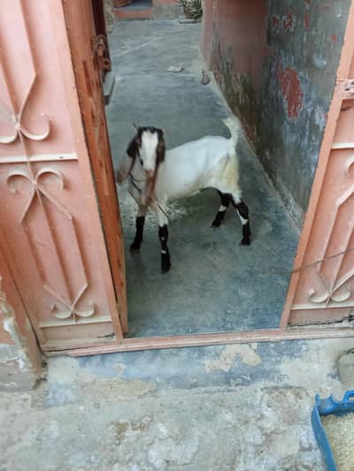 kamori Bakra sell 35000